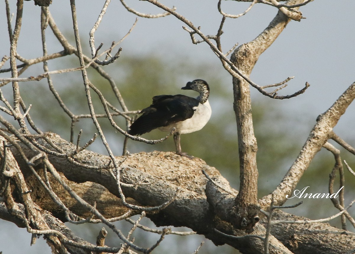 Knob-billed Duck - ML616669937