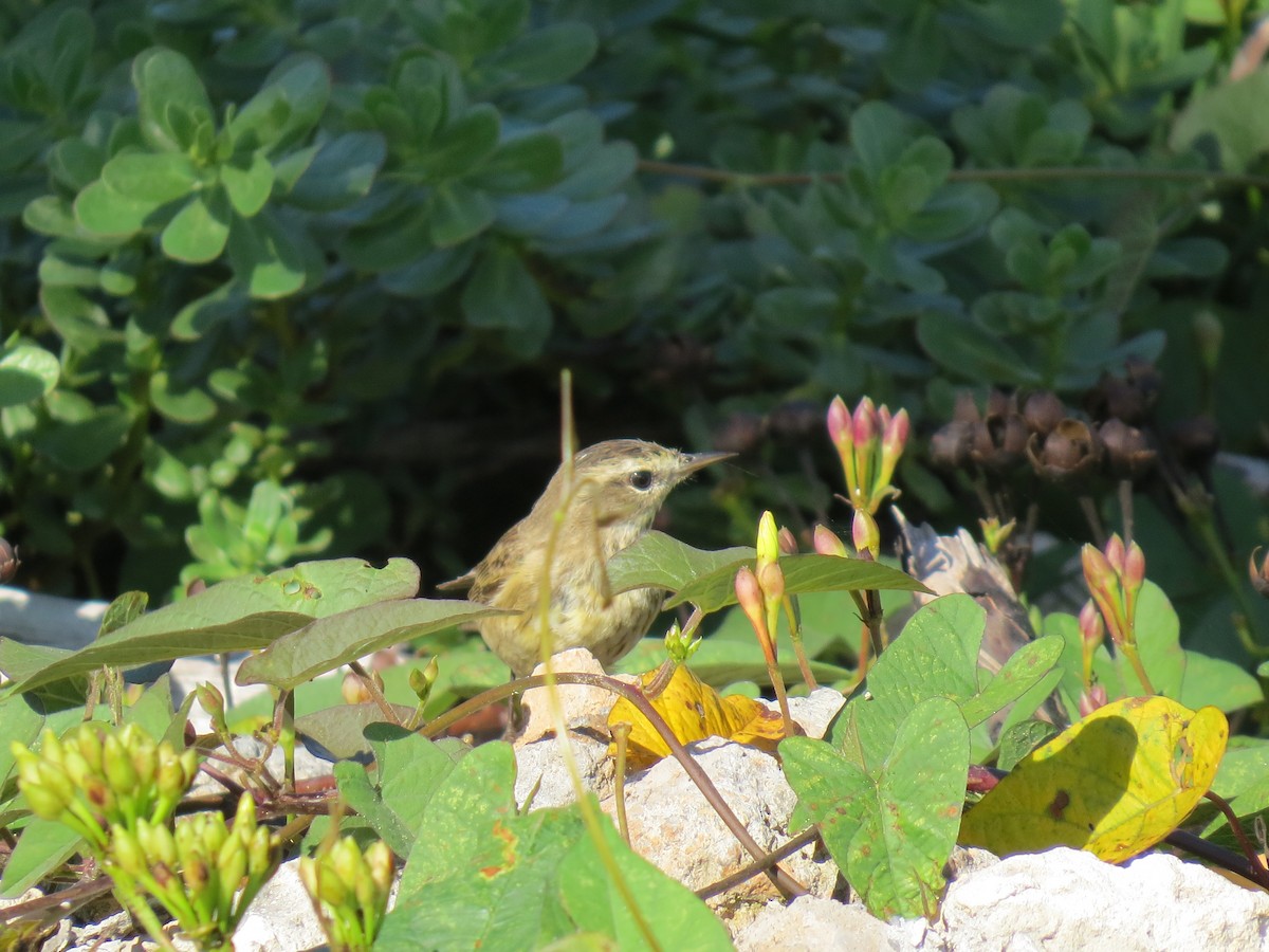 Palm Warbler - ML616669938