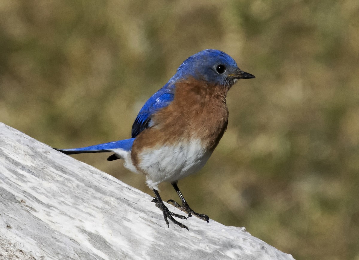 Eastern Bluebird - ML616669947