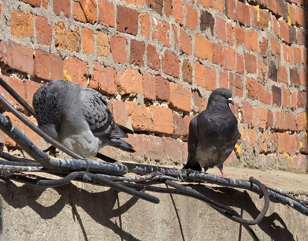 Rock Pigeon (Feral Pigeon) - ML616669973