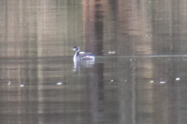 grebe sp. - Bill Hubbard