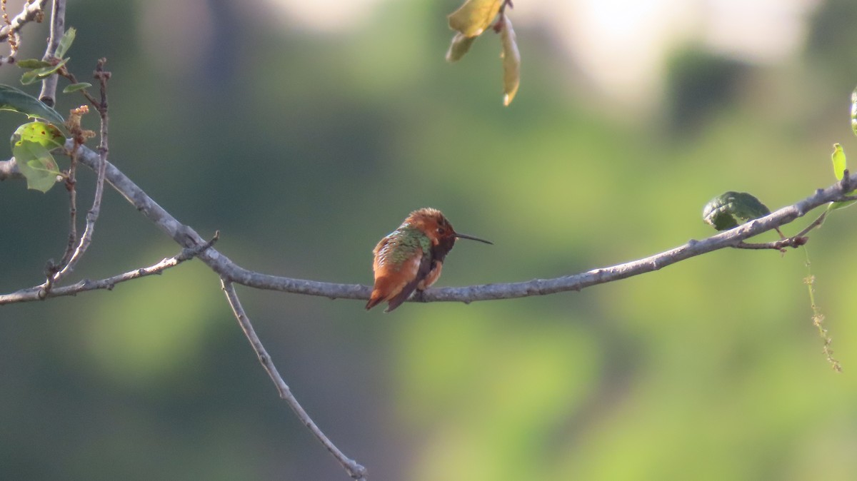 Colibrí de Allen - ML616670029