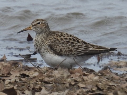 Graubrust-Strandläufer - ML616670075