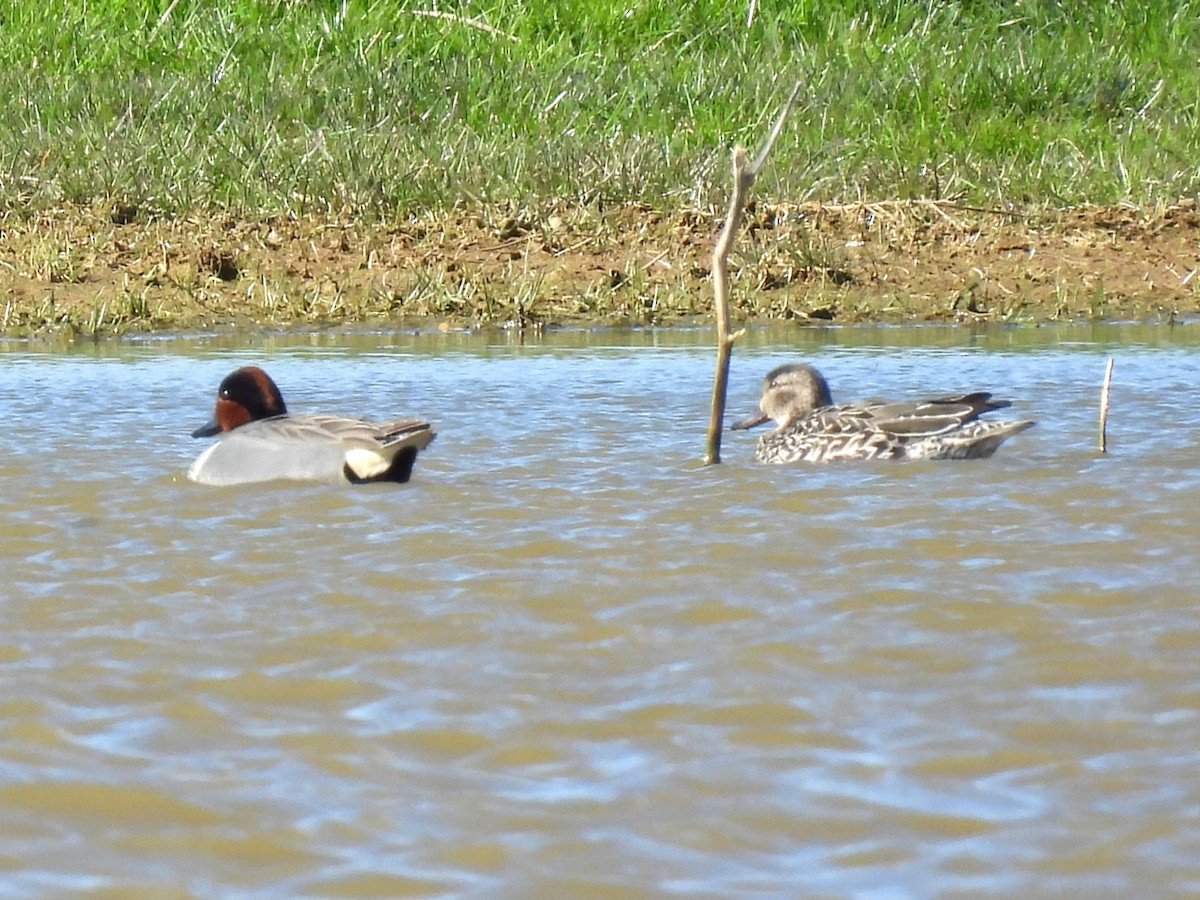 Green-winged Teal - ML616670111