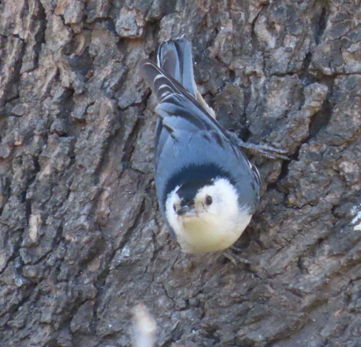 White-breasted Nuthatch - ML616670118