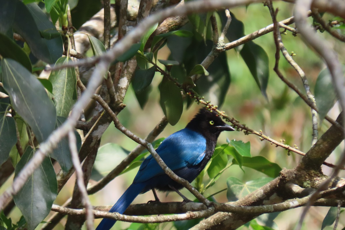 Bushy-crested Jay - ML616670124