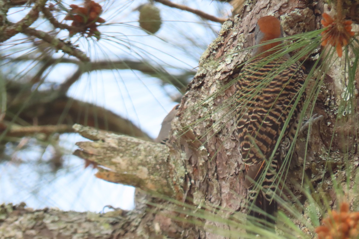 Northern Flicker - ML616670162