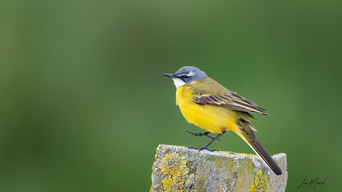 Western Yellow Wagtail - ML616670199