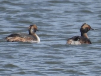 Horned Grebe - Dorothy Thurman