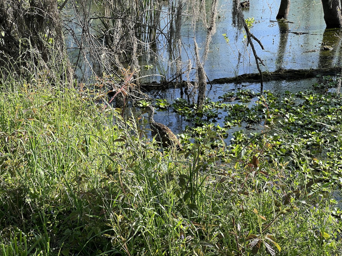 Limpkin - ML616670234