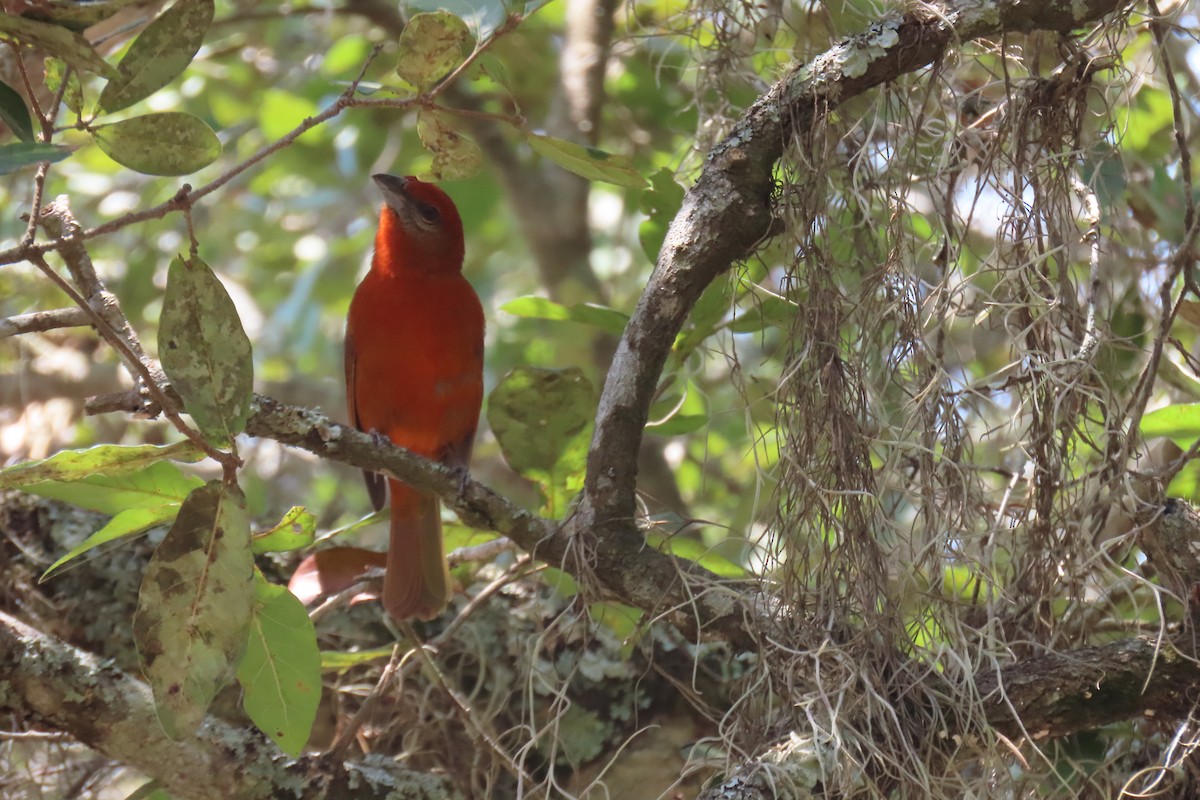 Hepatic Tanager - ML616670261