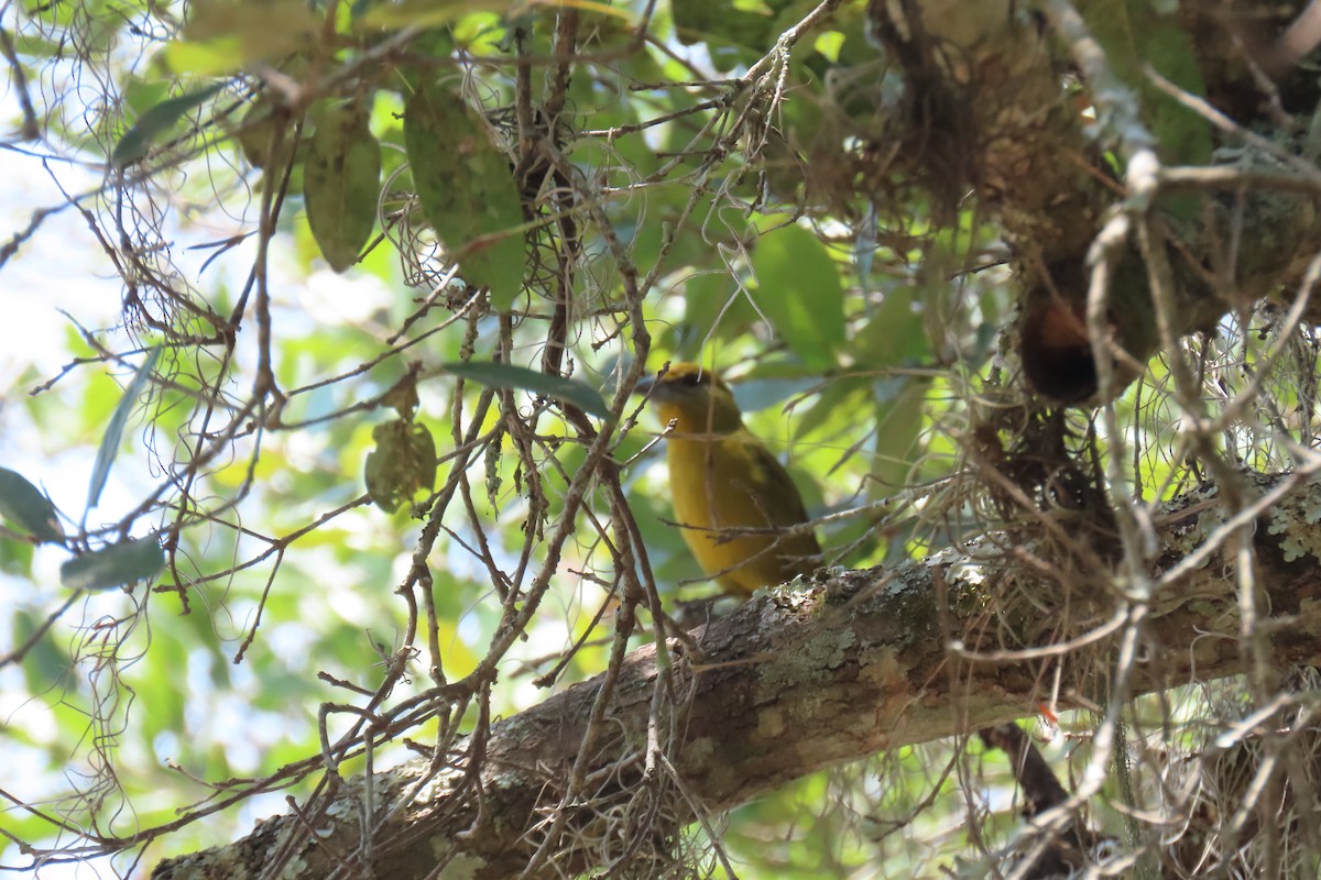 Hepatic Tanager - ML616670283