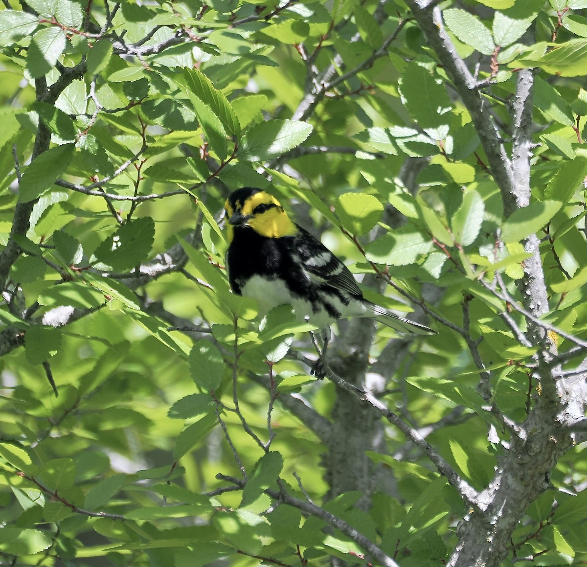 Golden-cheeked Warbler - Randy Pinkston