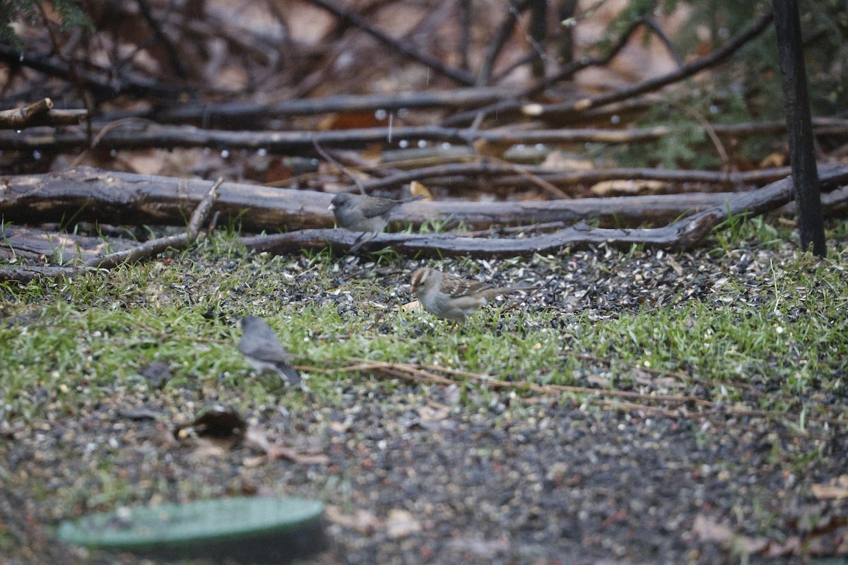 White-crowned Sparrow - Lonny Garris