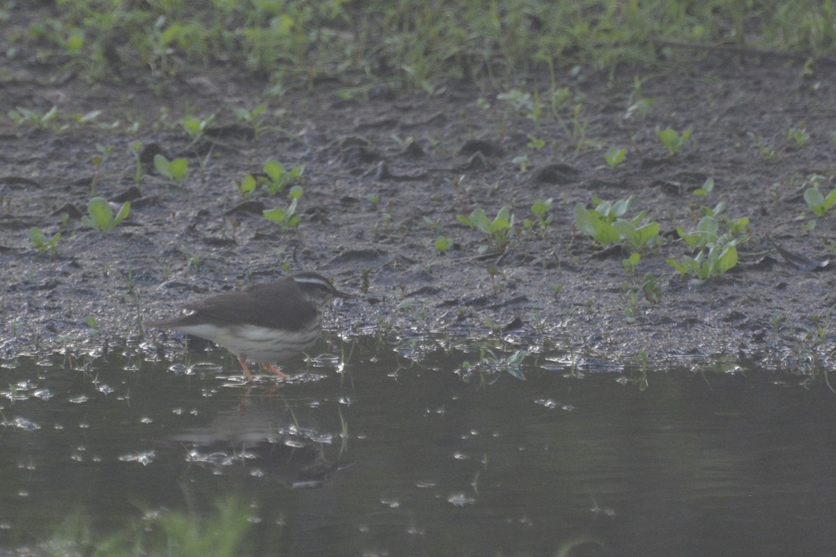 Louisiana Waterthrush - Tom Bisko