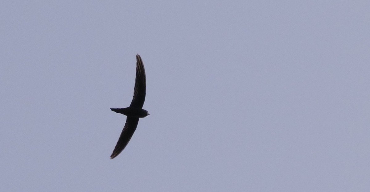 Plain Swift - Alexandre Vinot