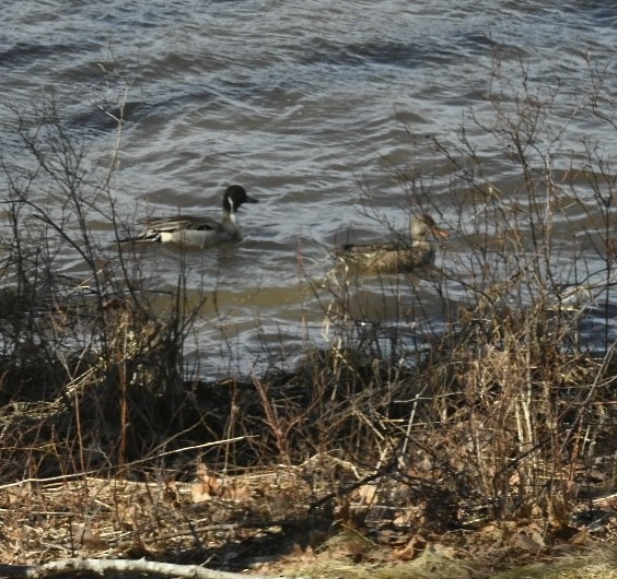 Northern Pintail - ML616670452