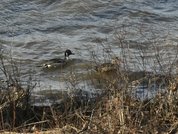 Northern Pintail - ML616670453