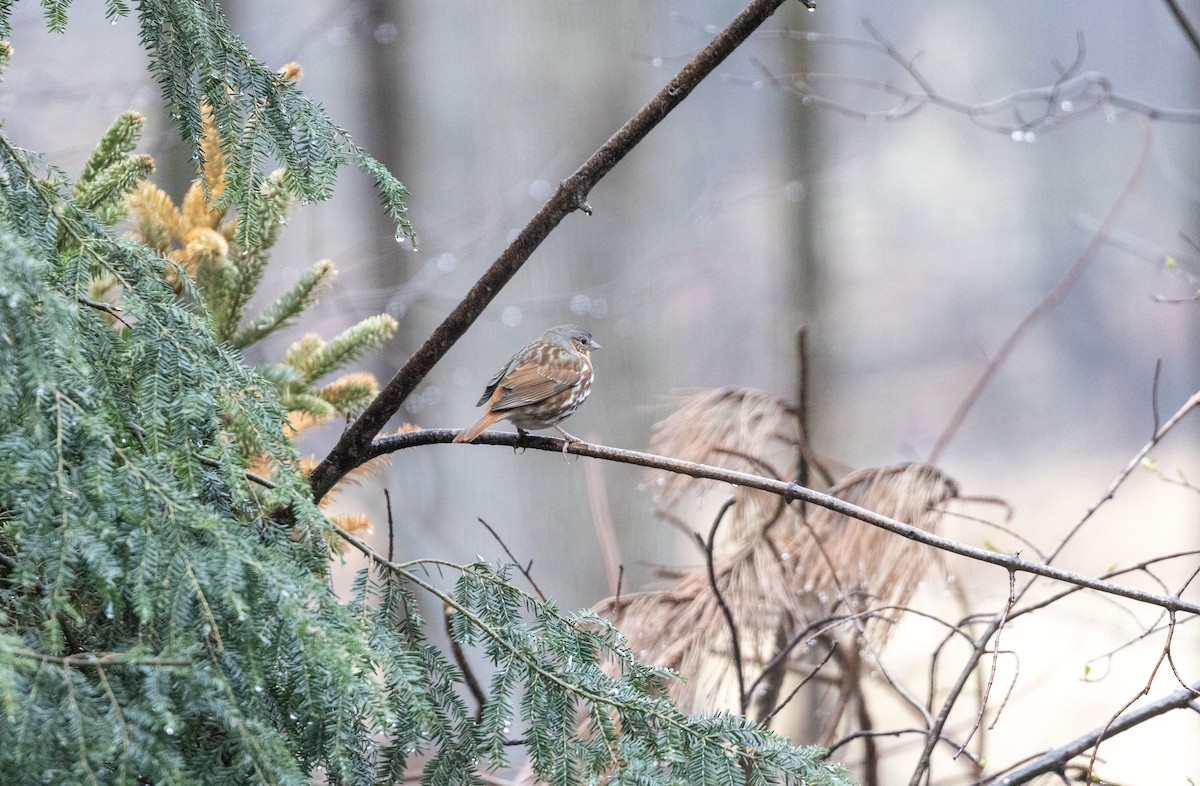 Fox Sparrow - Lonny Garris