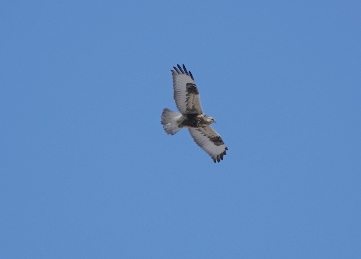 Rough-legged Hawk - jerry pruett