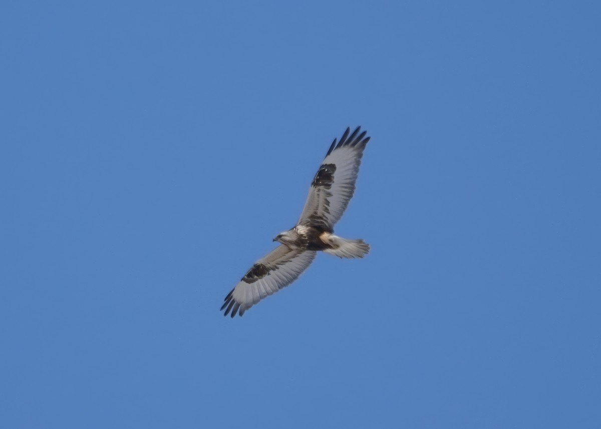 Rough-legged Hawk - jerry pruett