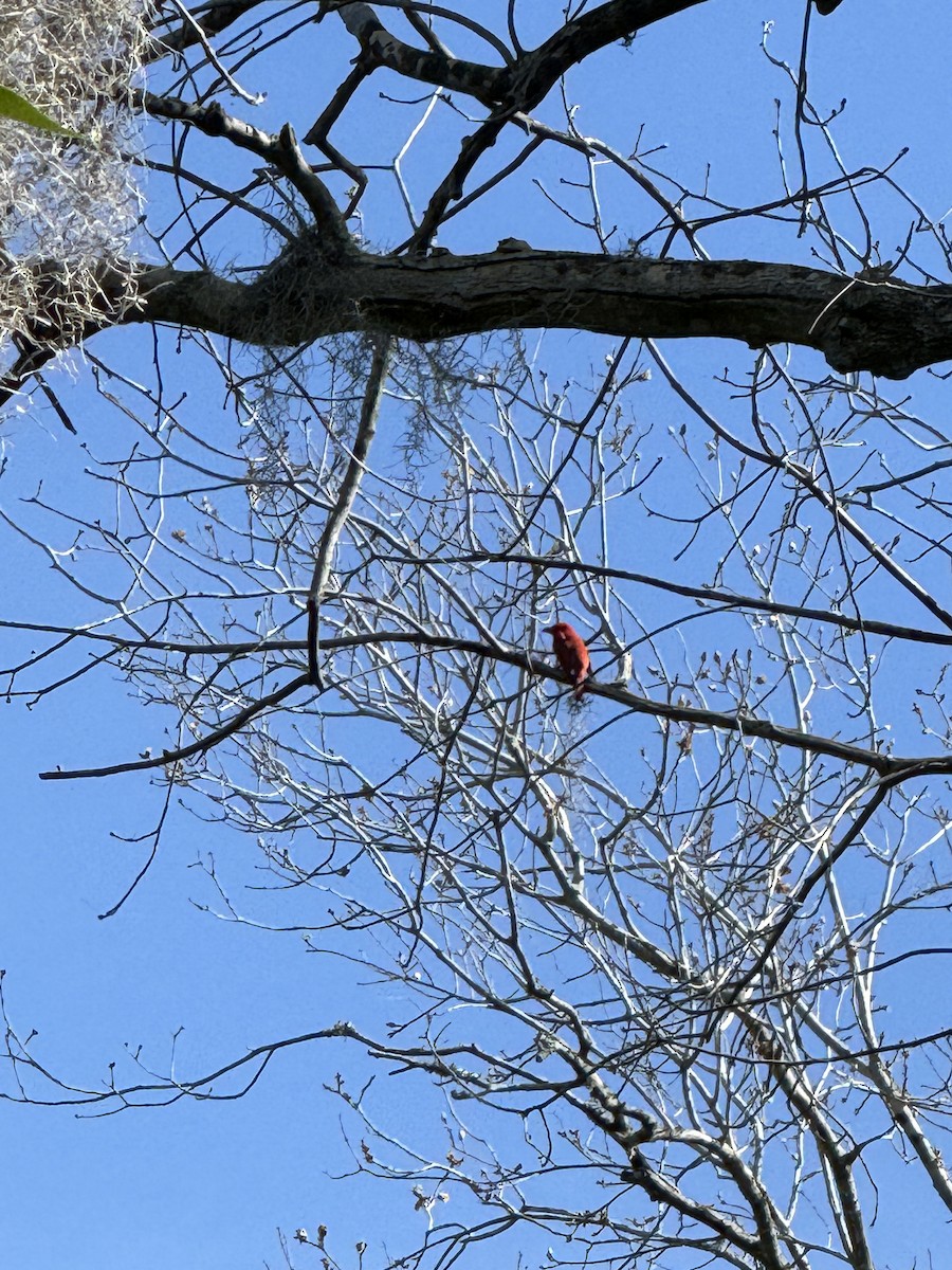 Summer Tanager - ML616670529