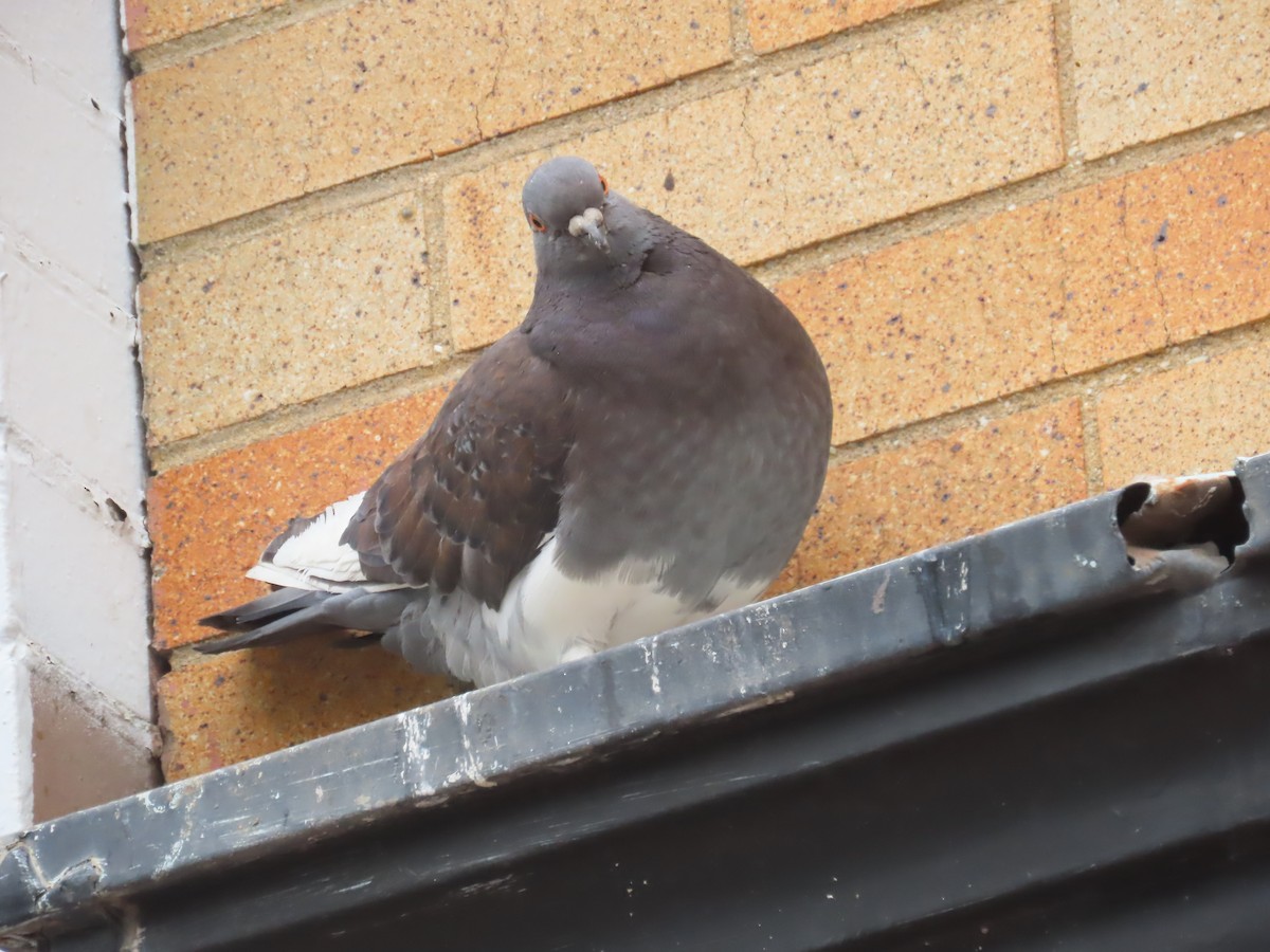 Rock Pigeon (Feral Pigeon) - ML616670534