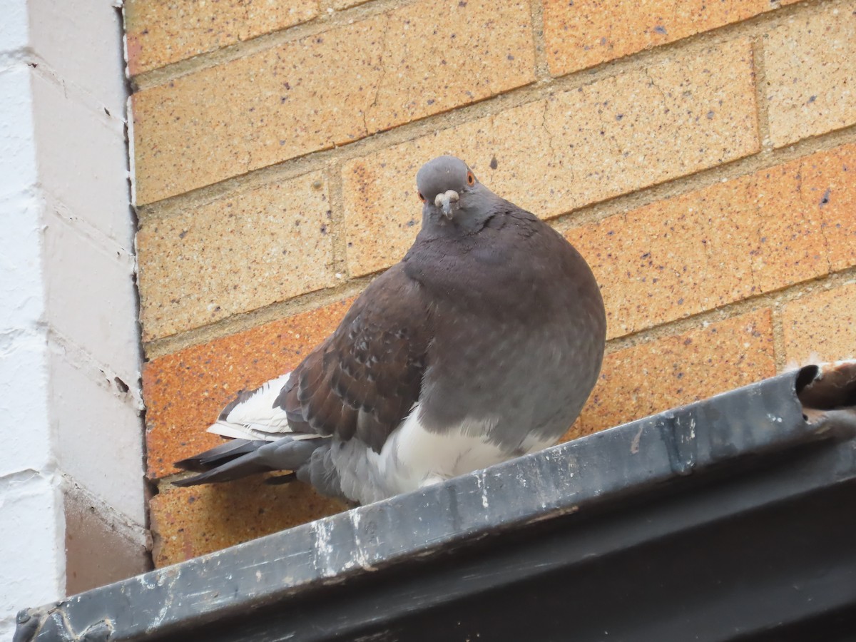 Rock Pigeon (Feral Pigeon) - ML616670536