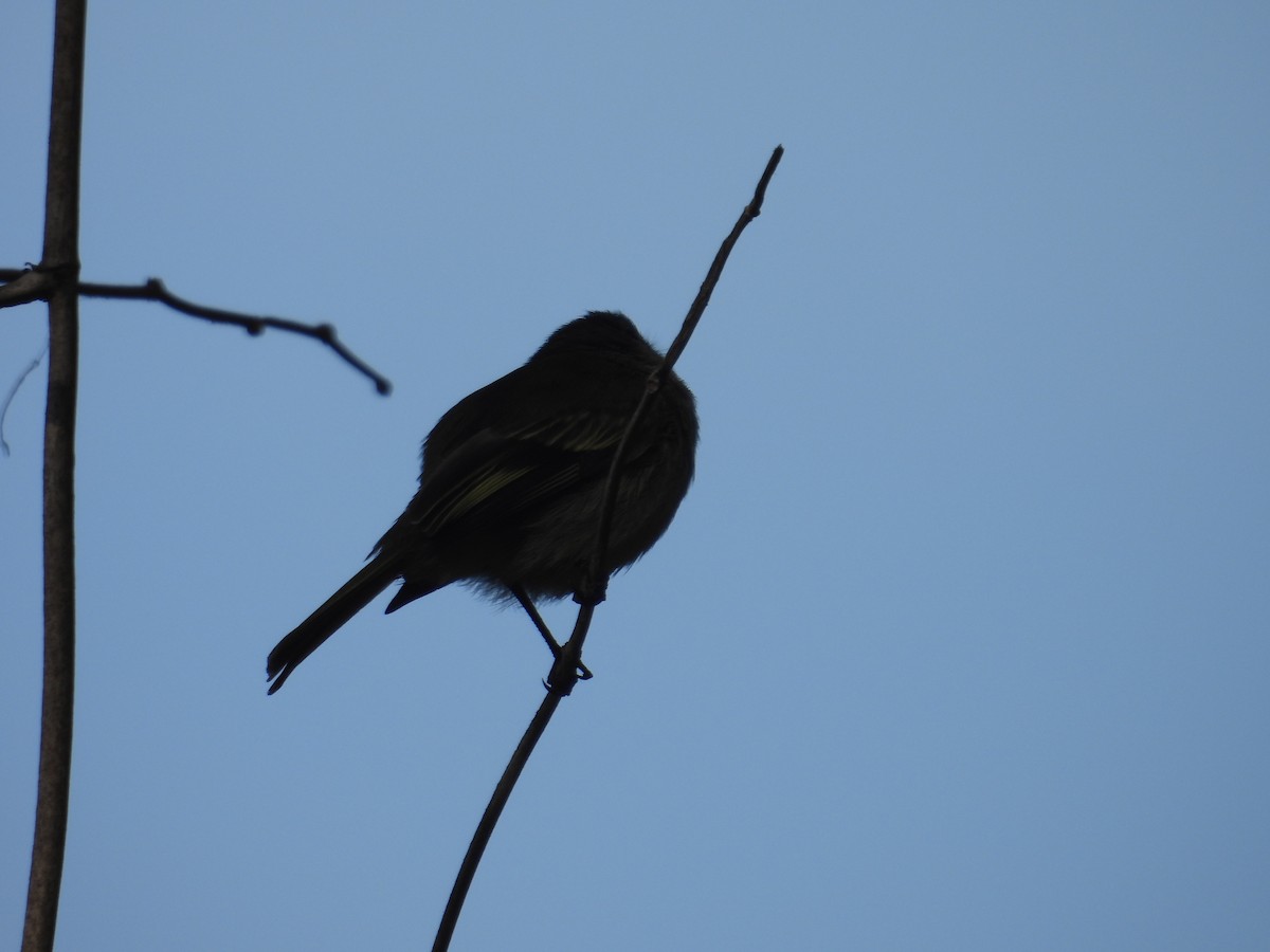 Spectacled Tyrannulet - ML616670547