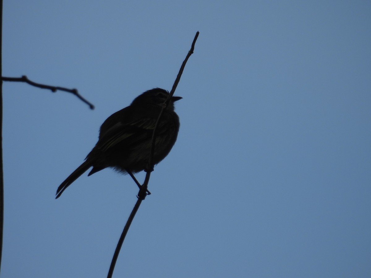 Spectacled Tyrannulet - ML616670553