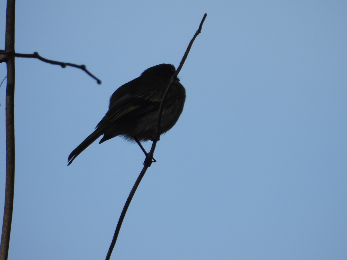 Spectacled Tyrannulet - ML616670554