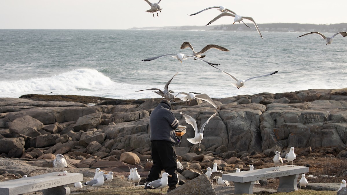 Herring Gull - R Miller