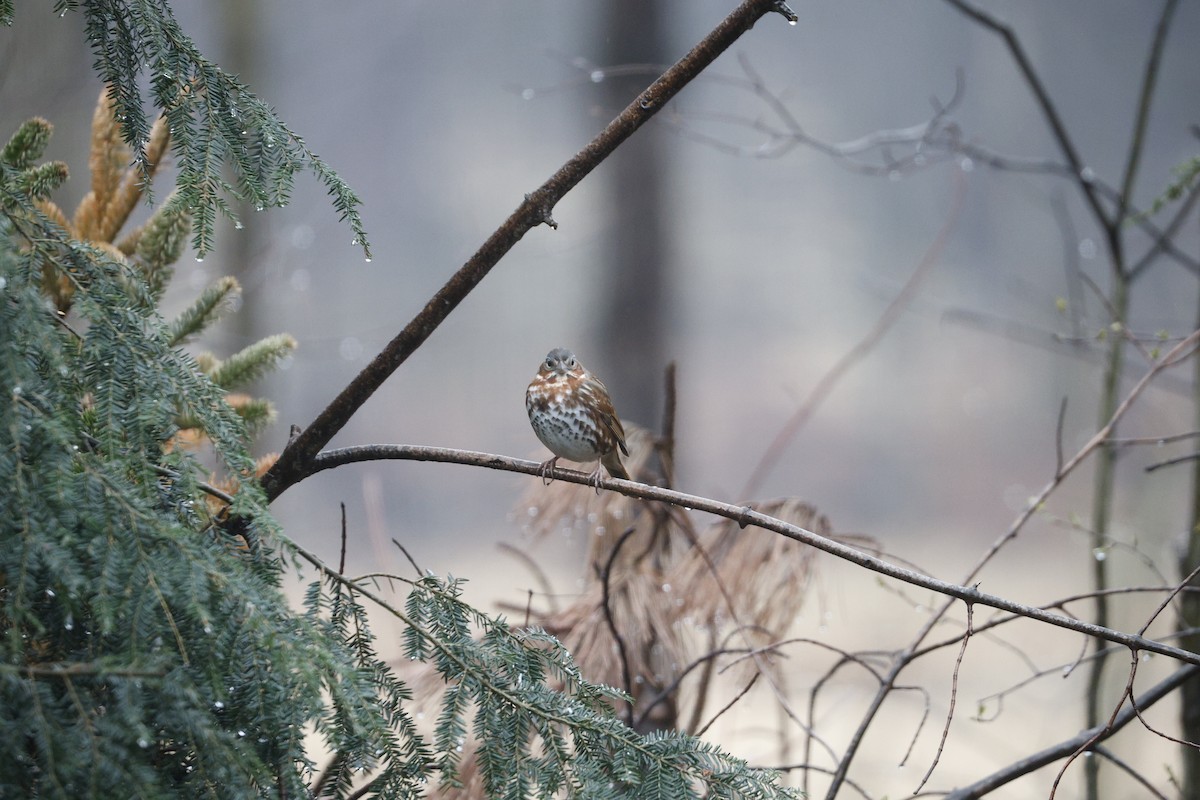 Fox Sparrow - ML616670570