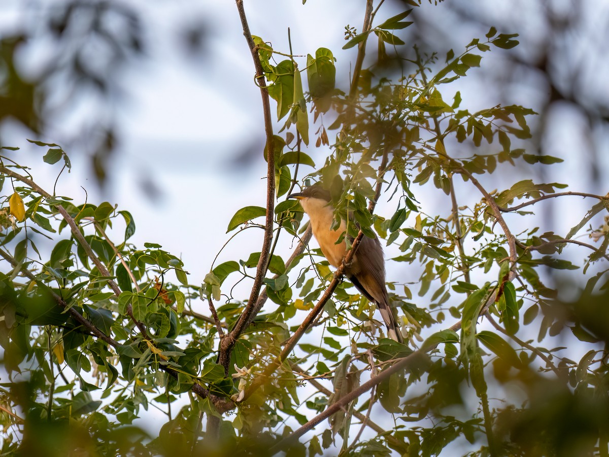 Mangrove Cuckoo - ML616670633