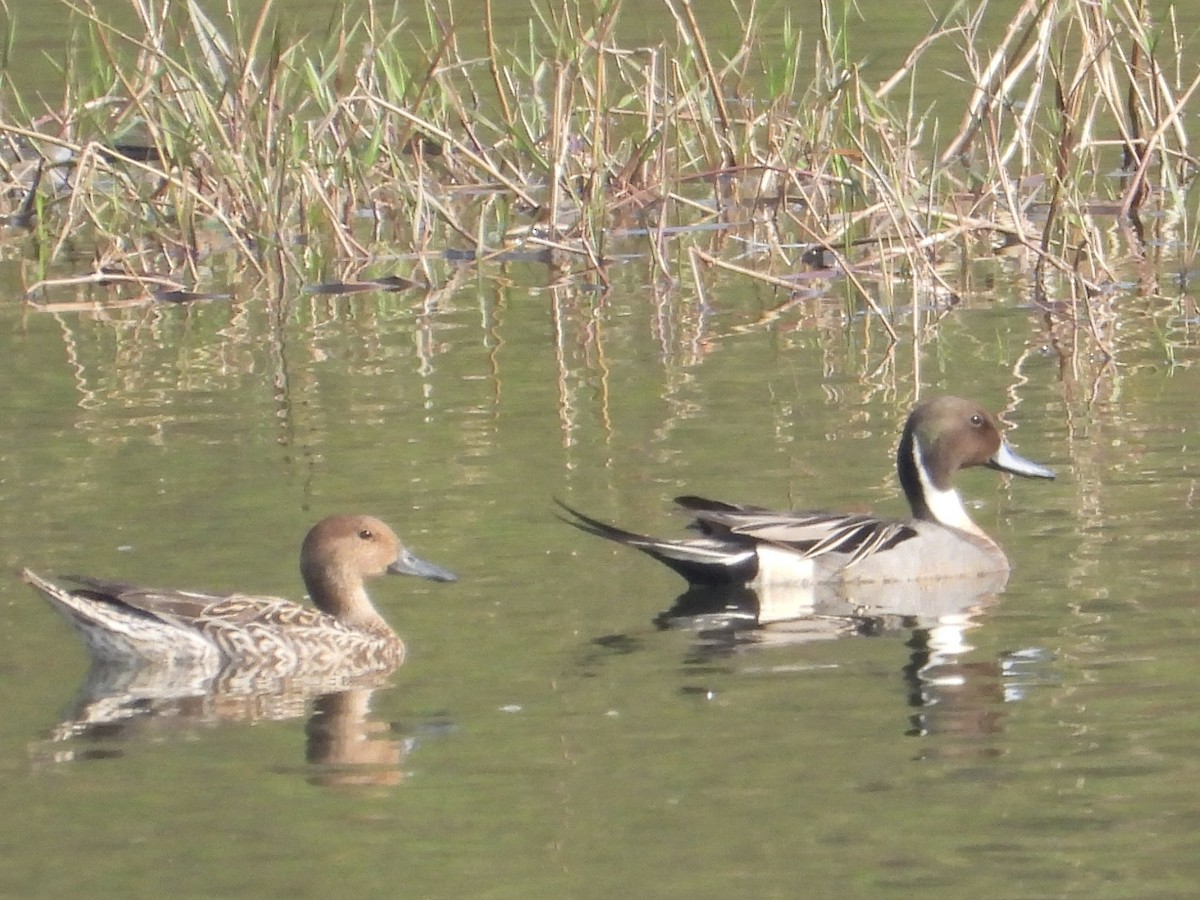 Northern Pintail - Joe Corcoran