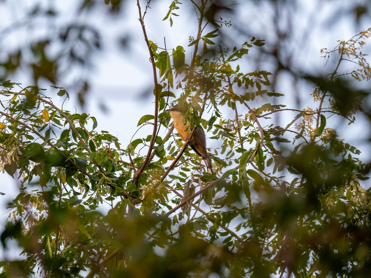 Mangrove Cuckoo - ML616670636