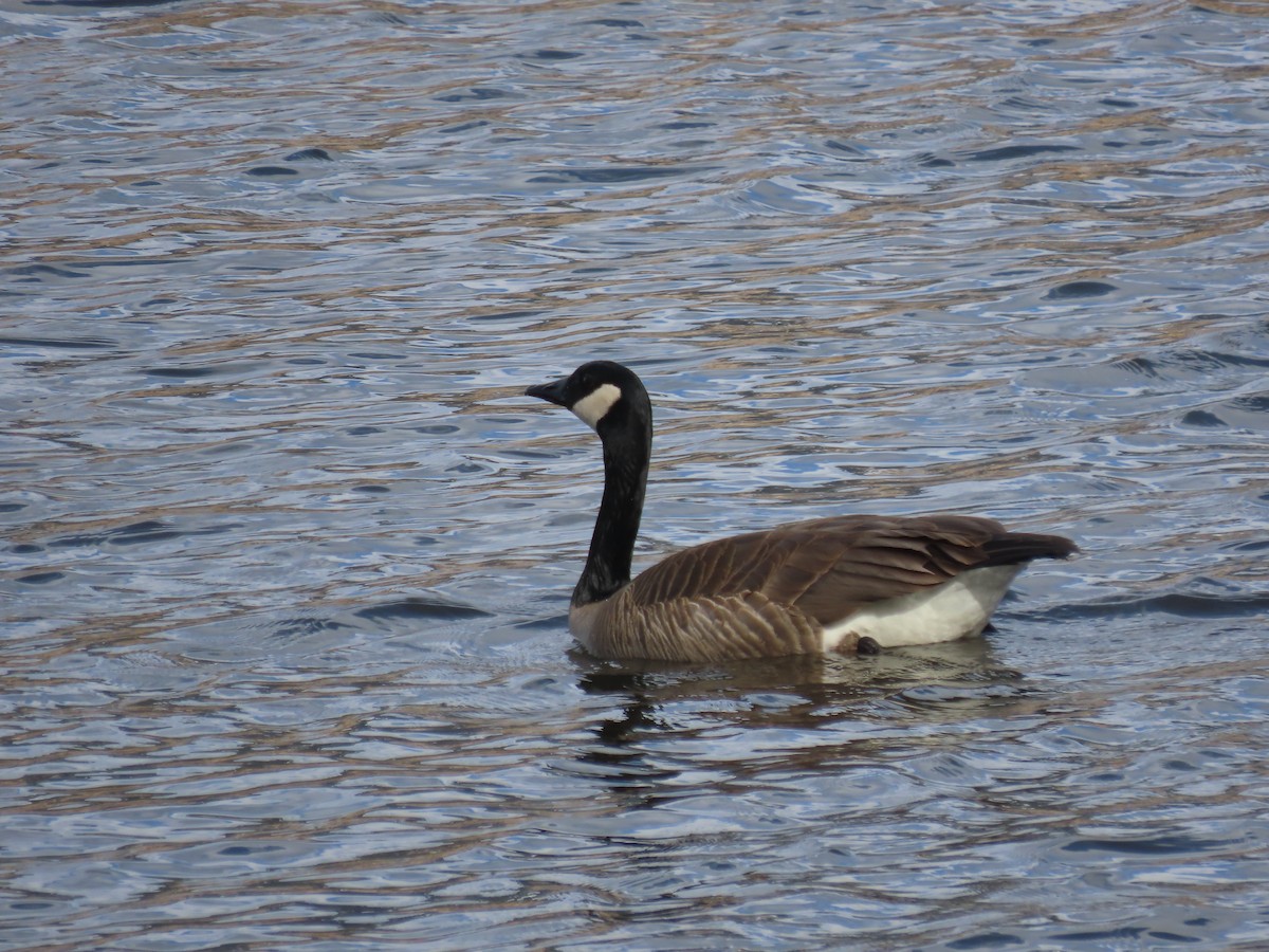 Canada Goose - ML616670643