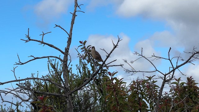 California Thrasher - ML616670651