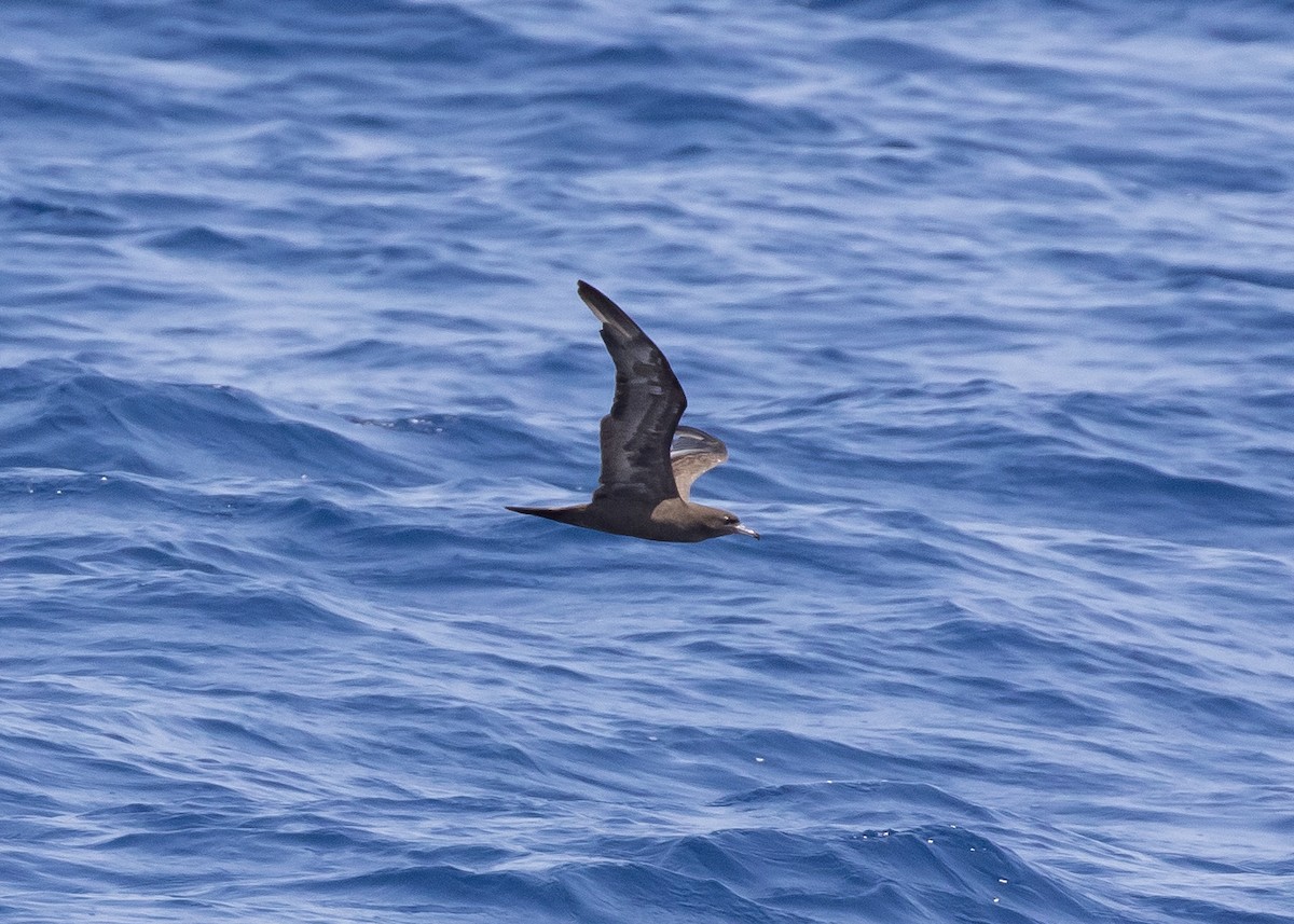 Wedge-tailed Shearwater - ML616670660