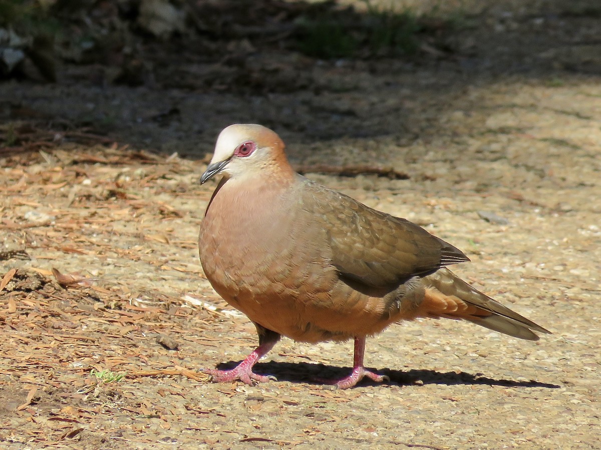 Pigeon à masque blanc - ML616670693