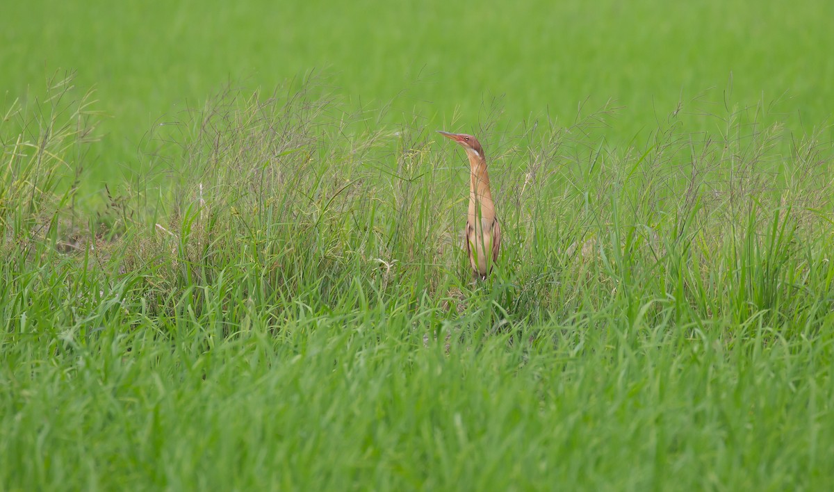 Cinnamon Bittern - ML616670705