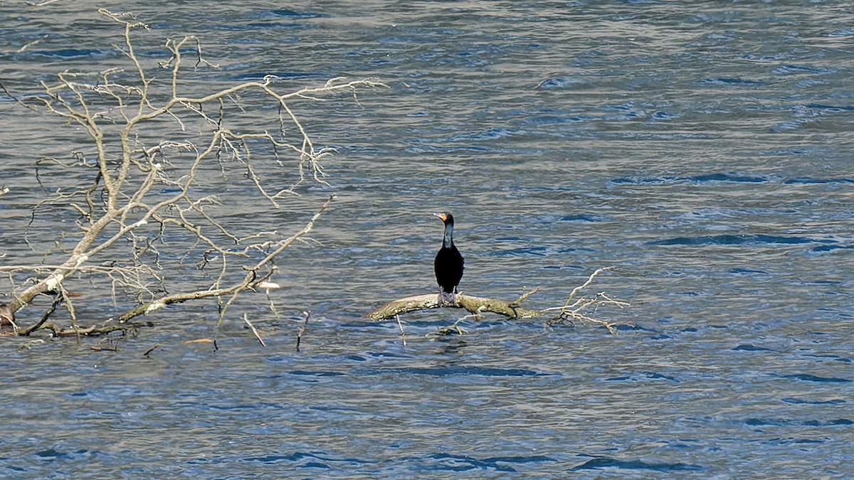 Double-crested Cormorant - Craig Becker