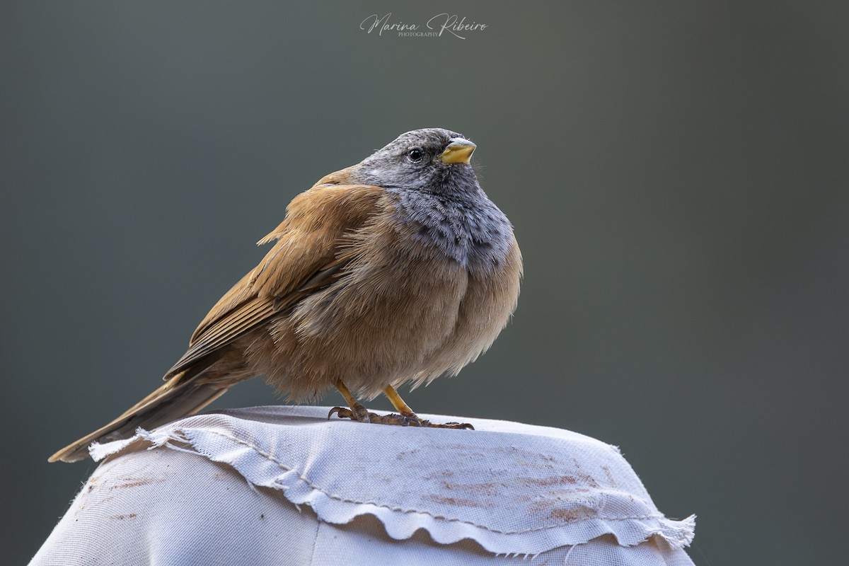 House Bunting - ML616670776