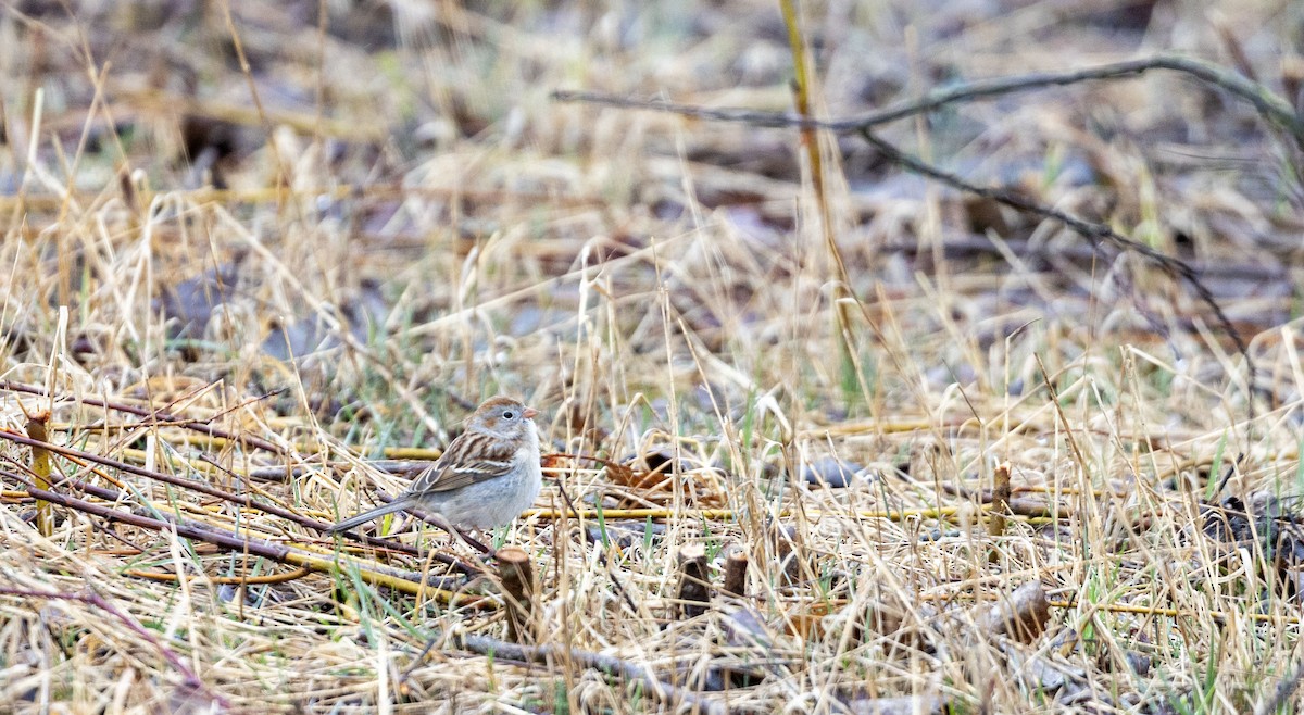 Field Sparrow - Lonny Garris