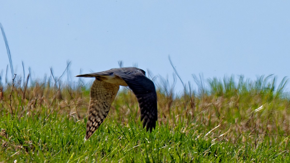 Northern Harrier - ML616670881