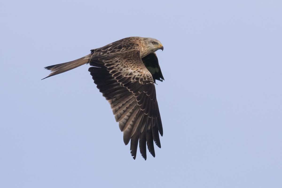 Red Kite - ML616670918