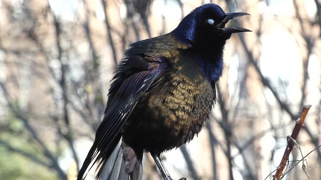 Common Grackle - ML616670934