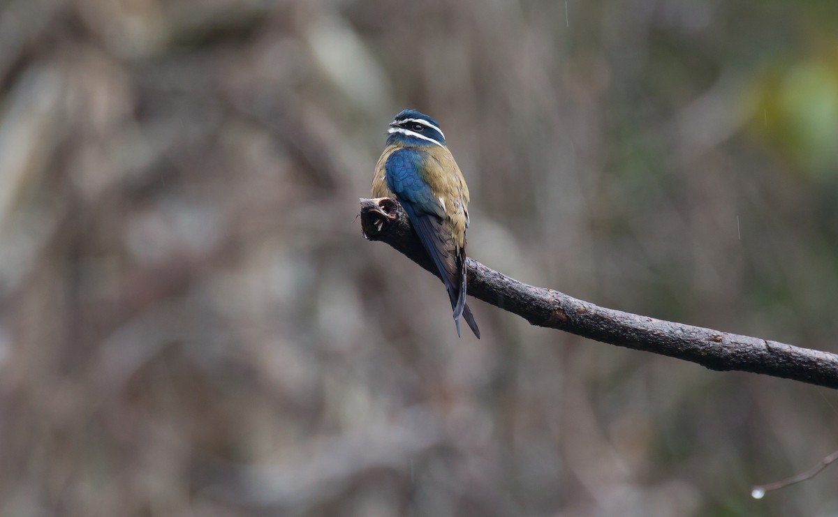 Whiskered Treeswift - Brian Small