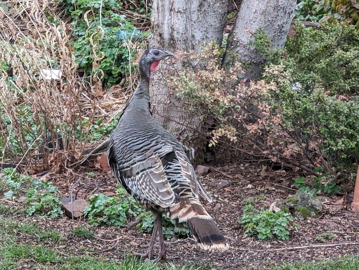 Wild Turkey (Domestic type) - ML616671037