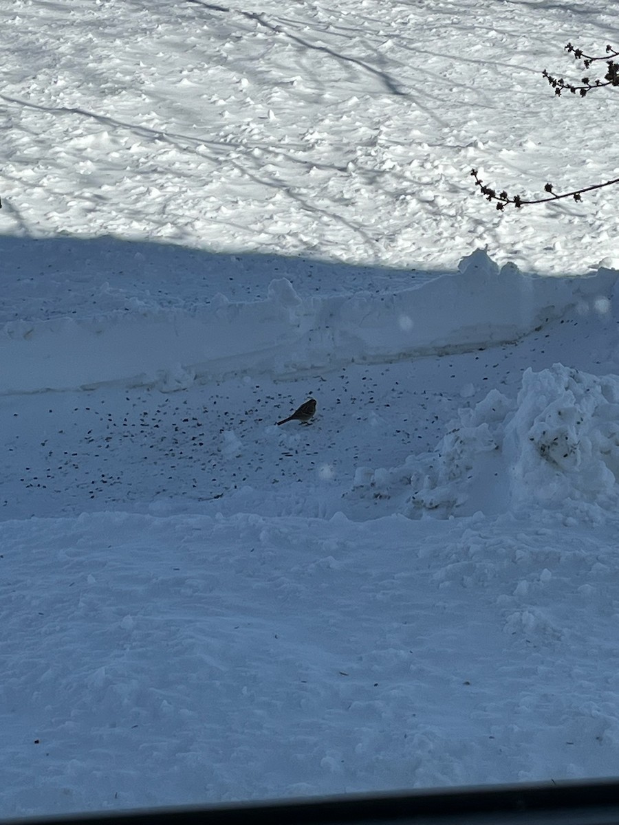 American Tree Sparrow - ML616671046